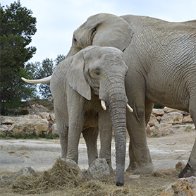 éléphanteau avec sa mère à la réserve africaine de Sigean