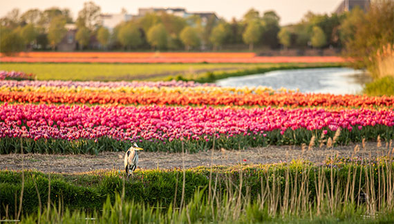 Campagne avec ses champs de tulipes aux Pays-Bas