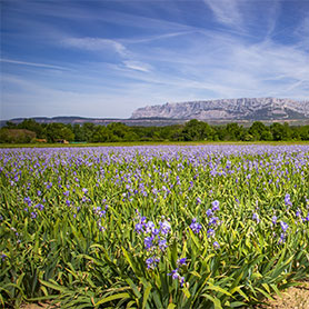 champ de fleurs en Provence aux pieds de la Sainte Victoire