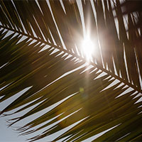 Soleil et palmier
