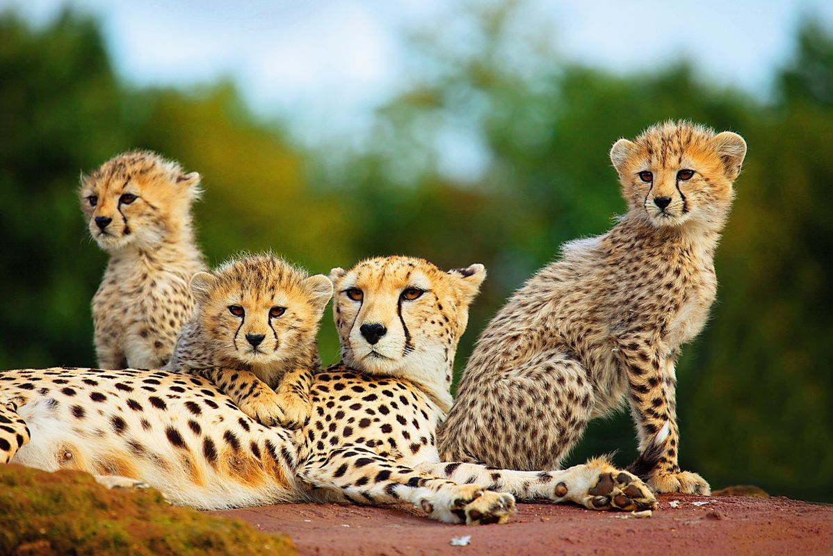Campsite La Pinède, France, Charente Maritime