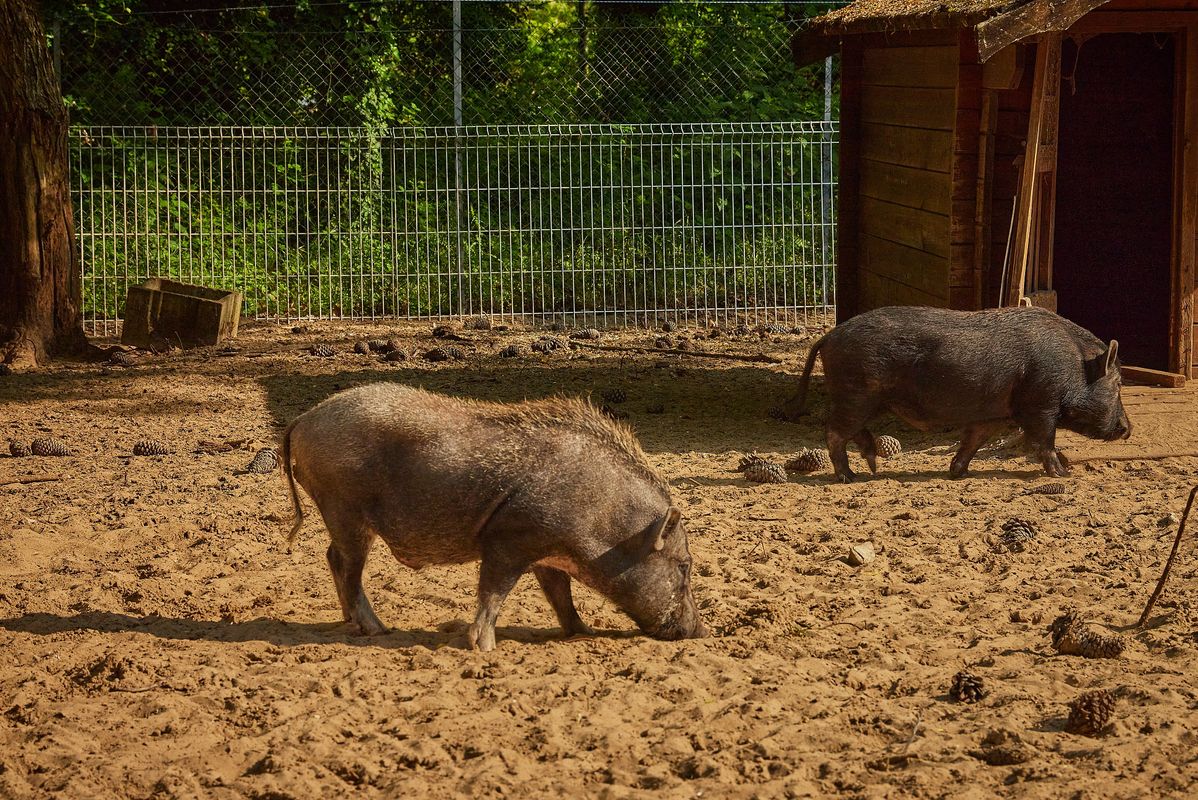 Campsite La Pinède, France, Charente Maritime