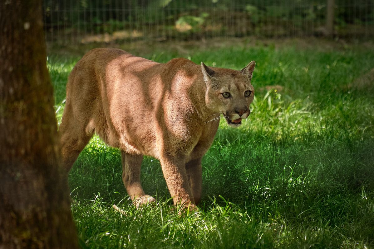 Camping Le Chêne Gris, Frankrijk, Parijs
