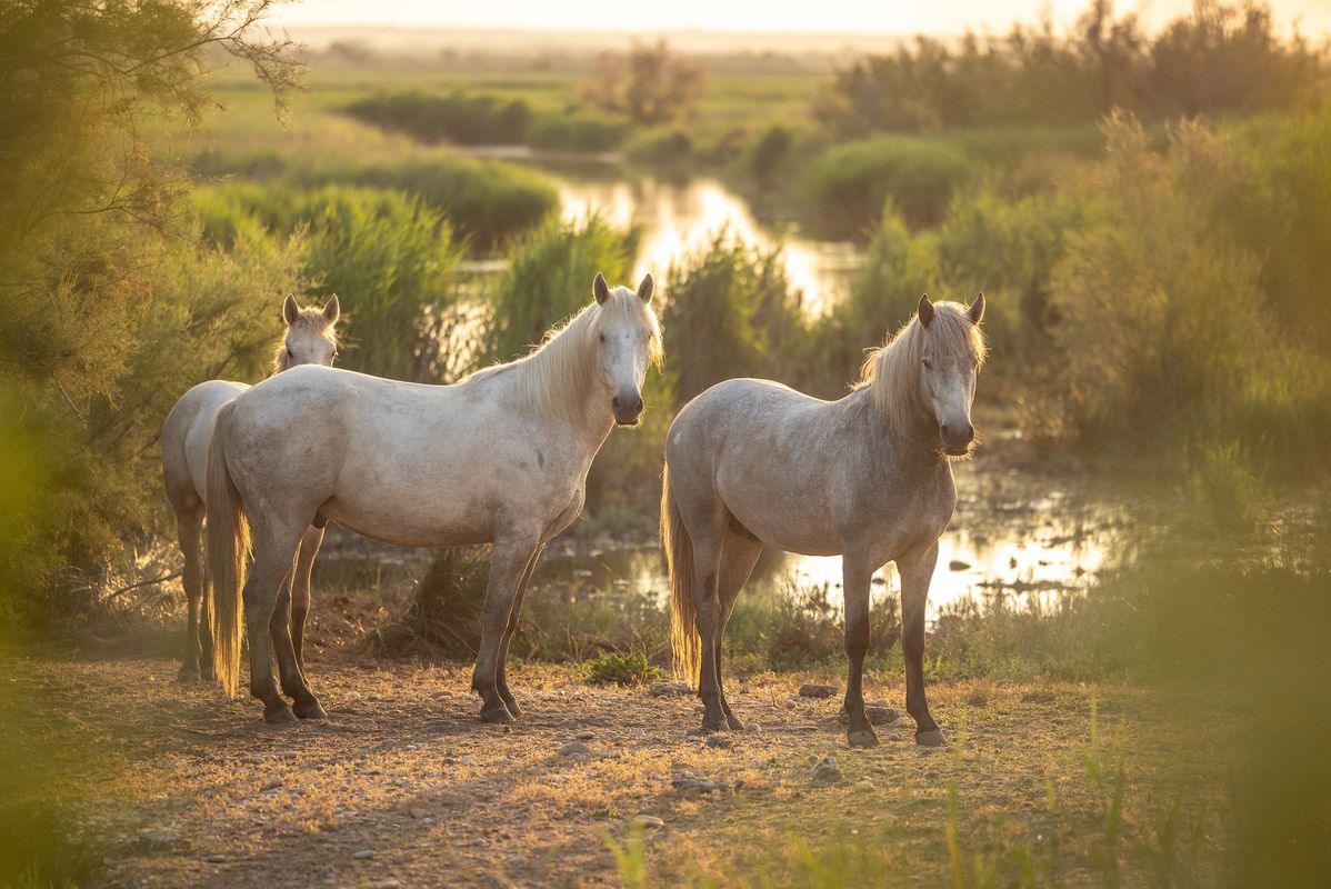 Camping La Marine, Frankrijk, Languedoc Roussillon