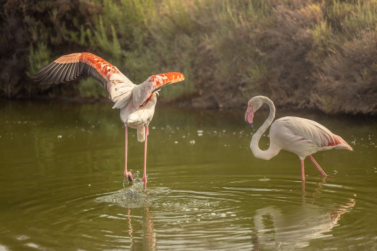 Camping La Marine, Frankrijk, Languedoc Roussillon