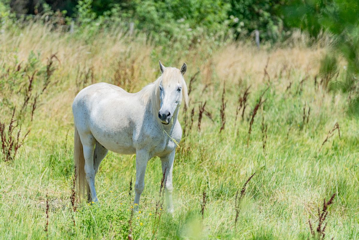 Camping Le Domaine de Massereau, Frankrijk, Languedoc Roussillon