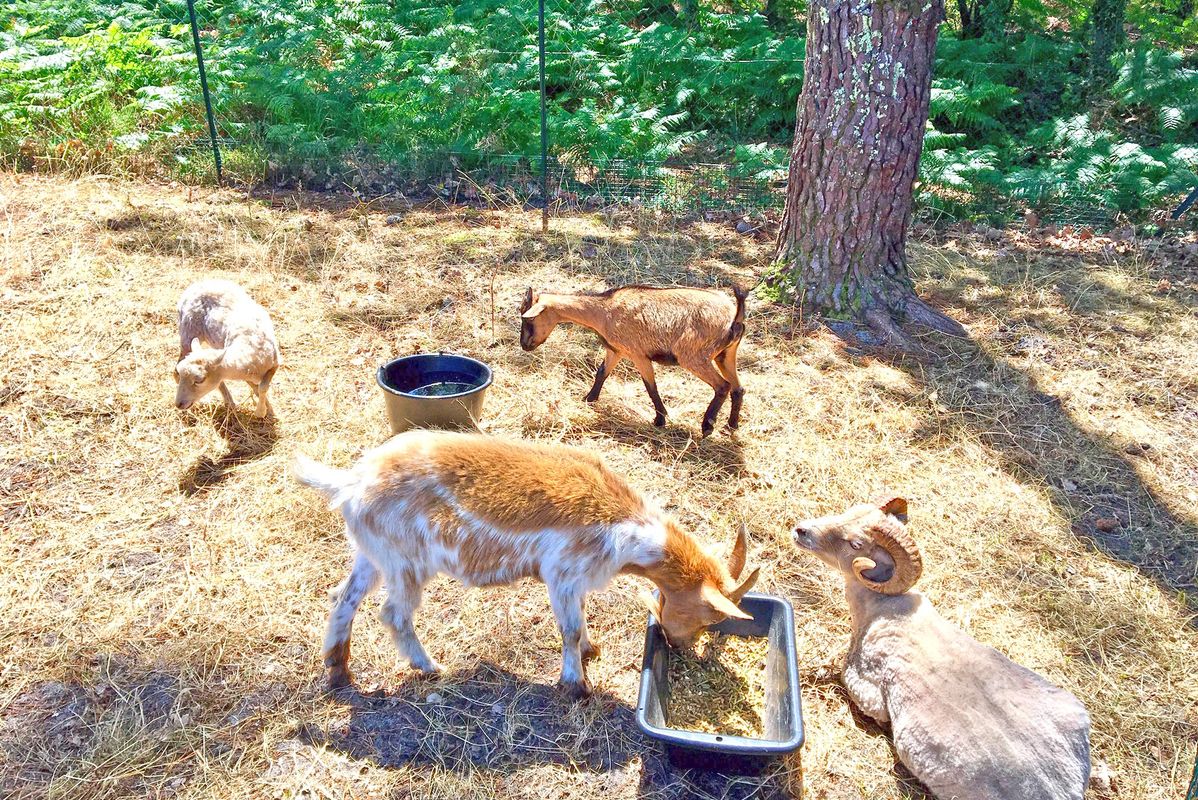 Campingplatz Lou Pignada, Frankreich, Landes, Messanges