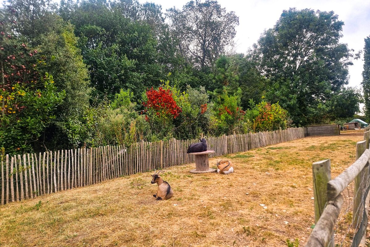 Découvrez les animaux de la mini-ferme ! - Camping Riva Bella, France, Normandie, Ouistreham