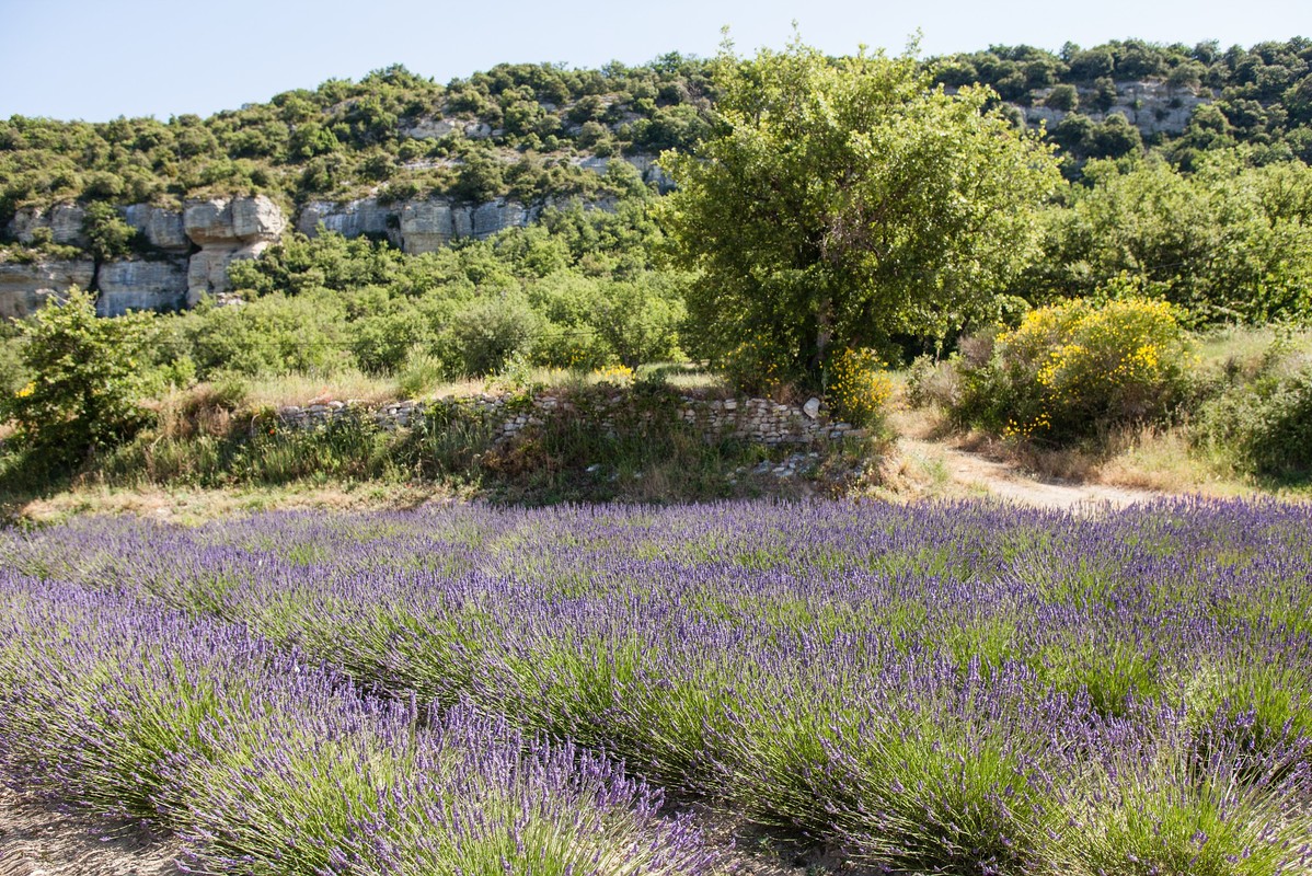 Campingplatz Les Rives du Luberon, Frankreich, Provence Côte d'Azur, Cheval blanc