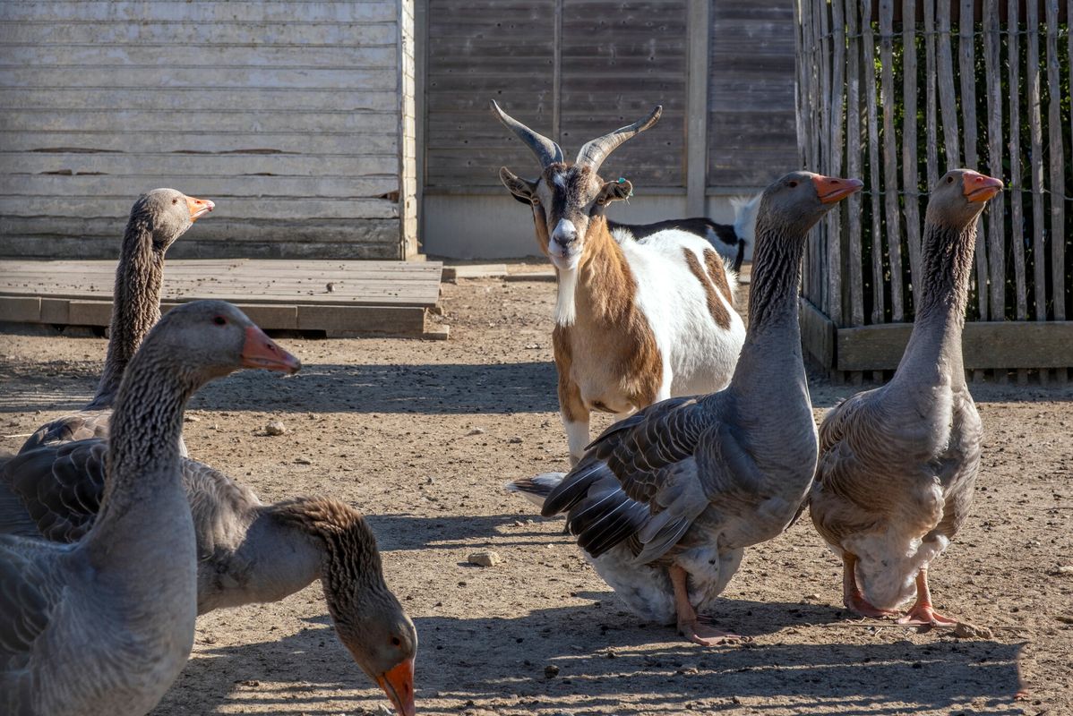 Camping Le Domaine du Clarys, France, Vendée, Saint-Jean-De-Monts