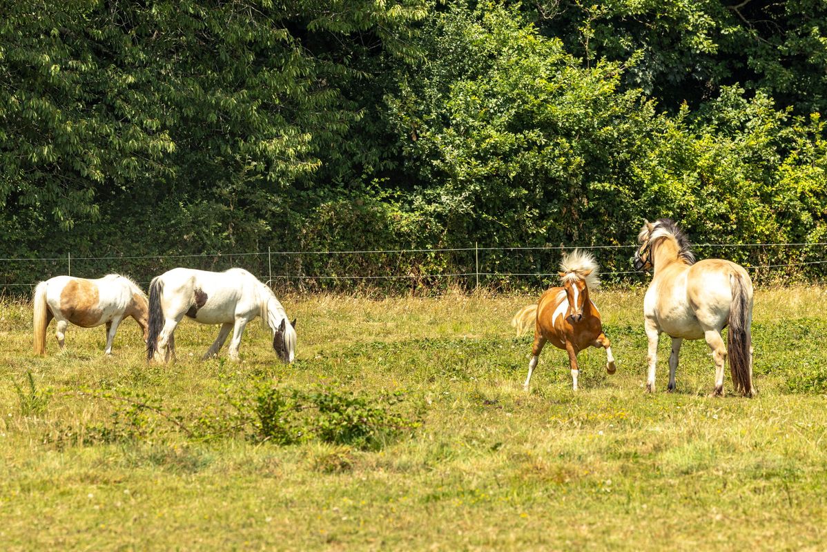 Campingplatz Château La Forêt, Frankreich, Vendée, Saint-Julien-des-Landes